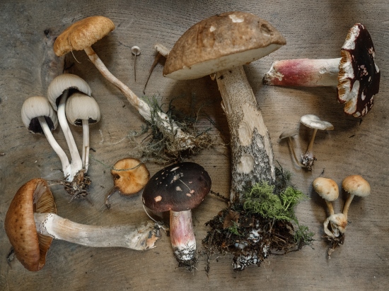 mushrooms are good for diabetes diets